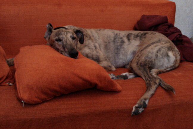 Sleepy retired greyhound Max for Sarah Presswell
